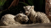 Bayi harimau yang masih imut-imut dipamerkan ke awak media hari ini.