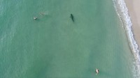 Aksi nekat pria itu terlihat dari sebuah drone. 