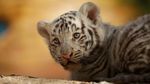 Masih Imut-imut, Ini Bayi Harimau Benggala yang Lahir di Meksiko
