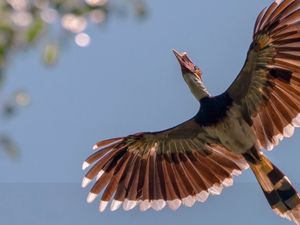 Persebaran Fauna di Indonesia Bagian Barat, Ada Apa Saja?