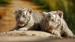 Masih Imut-imut, Ini Bayi Harimau Benggala yang Lahir di Meksiko