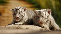Bayi harimau ini lahir di kebun binatang San Jorge. Letaknya di Ciudad Juarez, sebuah kota di Meksiko.