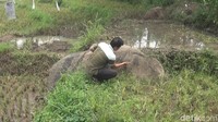 Batu ini ditemukan warga di areal persawahan Desa Jiyu/Foto: Enggran Eko Budianto