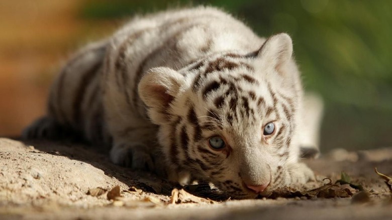 Masih Imut-imut, Ini Bayi Harimau Benggala yang Lahir di ...