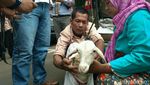 Mbeek... Ini Momen Razman-Putri Stagi Gandeng Kambing ke Polda Metro