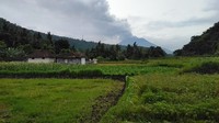 Warga Bali tetap beraktivitas di ladang-ladang atau sawah mereka (Foto: David Saut/detikcom)