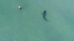 Bukan Baby Shark, Pria Ini Nekat Berenang Dekat Hiu Macan