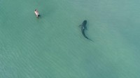 Aksi nekat pria ini terjadi di pantai Miami, Amerika Serikat. 