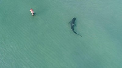 Bukan Baby Shark, Pria Ini Nekat Berenang Dekat Hiu Macan