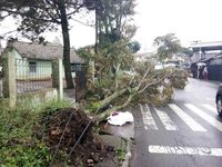 Begini Dampak Sapuan Badai Menerjang Lembang