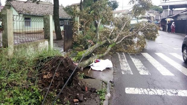 Badai Terjang Lembang, Pohon Tumbang Timpa Mobil dan Bangunan