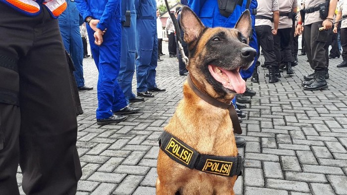 4 Anjing K-9 siap dikerahkan membantu pencarian korban bencana alam.