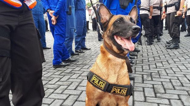Dua anjing ras Labrador, satu ekor ras Pointer dan satu ekor ras Belgian Melanois siap membantu mencari korban bencana alam.