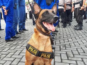 Gagal Unjuk Rasa, Demonstran Bayaran Semburat gegara Dikejar Anjing K-9