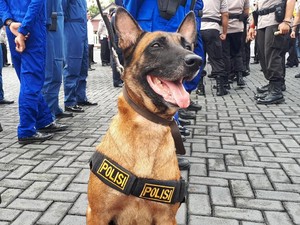 Gagal Unjuk Rasa, Demonstran Bayaran Semburat gegara Dikejar Anjing K-9