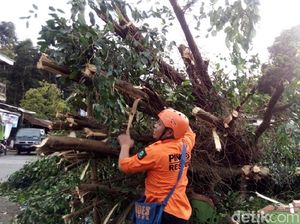 Pohon Beringin Penanda Wilayah di Kabupaten Semarang Roboh