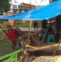 Mobil Pelat Merah di Karawang Tertimpa Pohon Tumbang