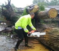 Pohon Tua Di Cianjur Tumbang Melintang Jalan