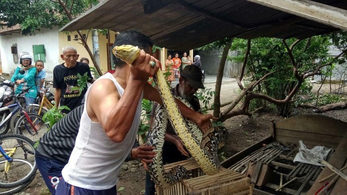 Ular Sanca Pemangsa Ternak Warga Mojokerto Ditangkap