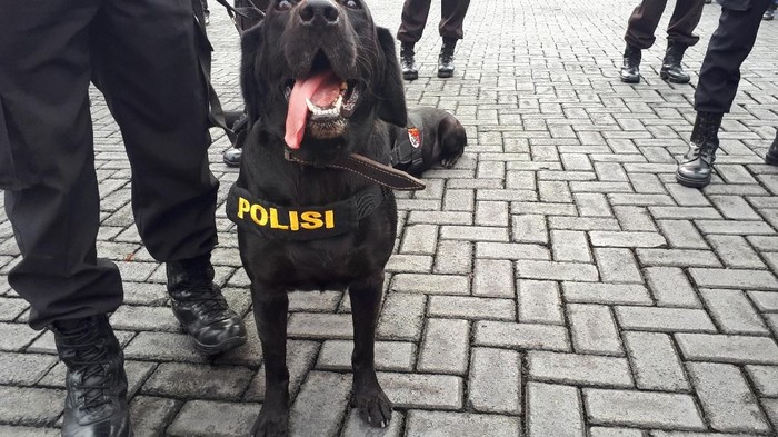 4 Anjing K-9 Siap Bantu Pencarian Korban Bencana