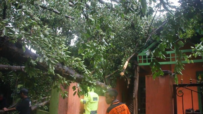 Pohon Beringin di Mojokerto Tumbang, Timpa 2 Rumah dan Warung