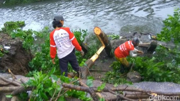 Pohon di skeitar jalan ambles ditebang/