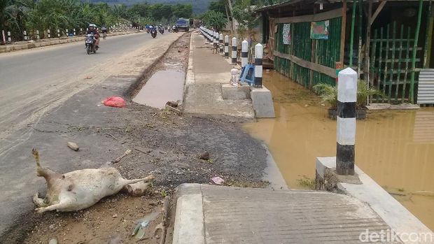 Bangkai Ternak Korban Banjir di Pacitan Tergeletak di Tepi Jalan