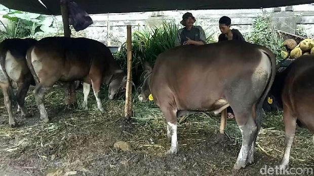 Meski pasokan pakan ternak terus datang, pihak penampungan hewan tak dapat berbuat banyak
