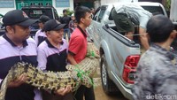 Buaya itu kemudian dibawa ke BKSDA. Foto: Ristu Hanafi