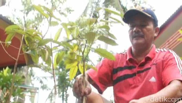 Bibit pohon durian Bhineka Bawor, Banyumas. 