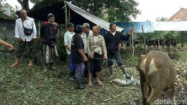 Pengepul datang dengan menawar hewan dengan harga murah
