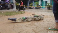 Setelah kaki dan mulutnya diikat, buaya lantas dibawa ke rumah kepala dukuh Kwagon sambil menunggu kedatangan tim dari Balai Konservasi Sumber Daya Alam (BKSDA) Yogyakarta. Foto: Ristu Hanafi