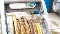 Hayo siapa yang bisa tebak ini apa? Bukan pisang, ini adalah tumpukan selang dengan jejak-jejak kehitaman layaknya pisang matang.Foto: Istimewa