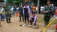 Butuh waktu sekitar 30 menit untuk mengamankan buaya berjenis muara tersebut. Foto: Ristu Hanafi