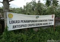 Ratusan Ternak Diungsikan Imbas Erupsi Gunung Agung