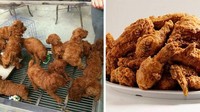 Lucu banget! Kumpulan anak anjing berbulu cokelat yang mirip fried chicken.Foto: Istimewa