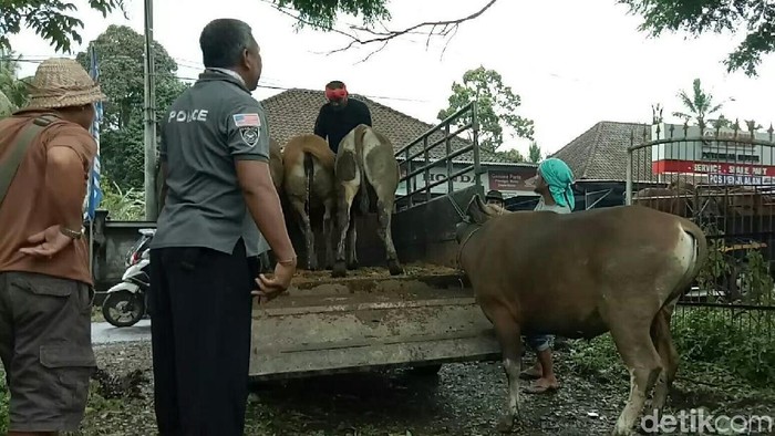 Ambil Momen Erupsi Gunung Agung, Tengkulak Beli Murah Hewan Ternak