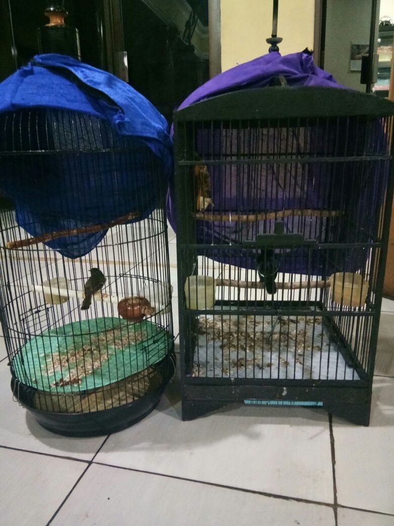 Curi 2 Ekor Burung di Cempaka Putih, Tedi Ditangkap Curi 2 Ekor Burung di Cempaka Putih, Tedi Ditangkap