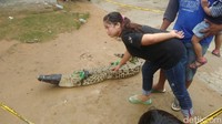 Seorang perempuan tampak ragu berpose dengan buaya itu. Foto: Ristu Hanafi