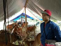 Ratusan Ternak Diungsikan Imbas Erupsi Gunung Agung