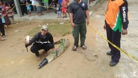 Menurut penuturan seorang relawan yang ikut menangkap, Pramono, buaya ini awalnya diketahui seorang warga setahun yang lalu, di sebuah rawa bekas galian tanah, di sisi utara Dusun Kwagon berjarak sekitar 1 km. Foto: Ristu Hanafi