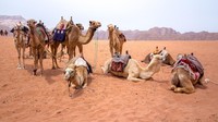Yang harus dicoba, menjelajahi Wadi Rum naik unta (Thinkstock)