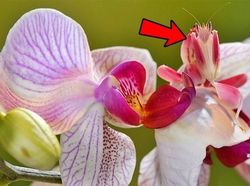 Foto Serangga Cantik dan Aneh yang Jarang Ditemui