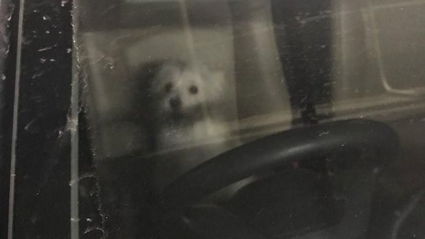 Anjing Valent saat ditinggalkan di dalam mobil selama delapan jam.