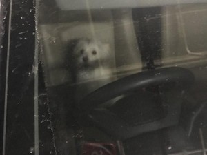 Kasus Anjing Valent Disebut Penyiksaan, Polisi: Harus Dibuktikan