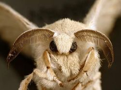 Foto Serangga Cantik dan Aneh yang Jarang Ditemui