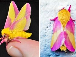 Foto Serangga Cantik dan Aneh yang Jarang Ditemui