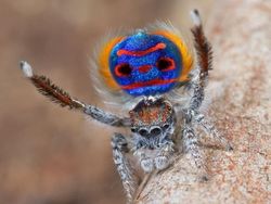 Foto Serangga Cantik dan Aneh yang Jarang Ditemui