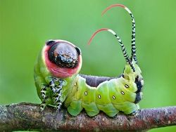 Foto Serangga Cantik dan Aneh yang Jarang Ditemui