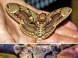 Foto Serangga Cantik dan Aneh yang Jarang Ditemui